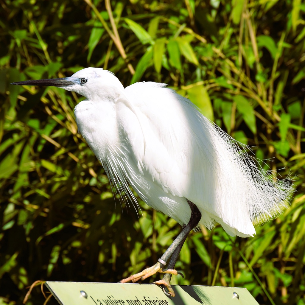 Aigrette garzette perchée sur un panneau, de trois quarts dos