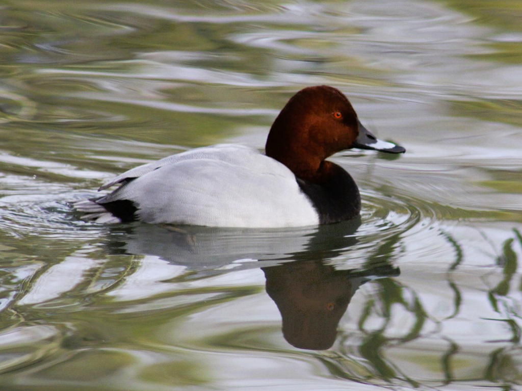 Fuligule milouin nageant dans l'eau