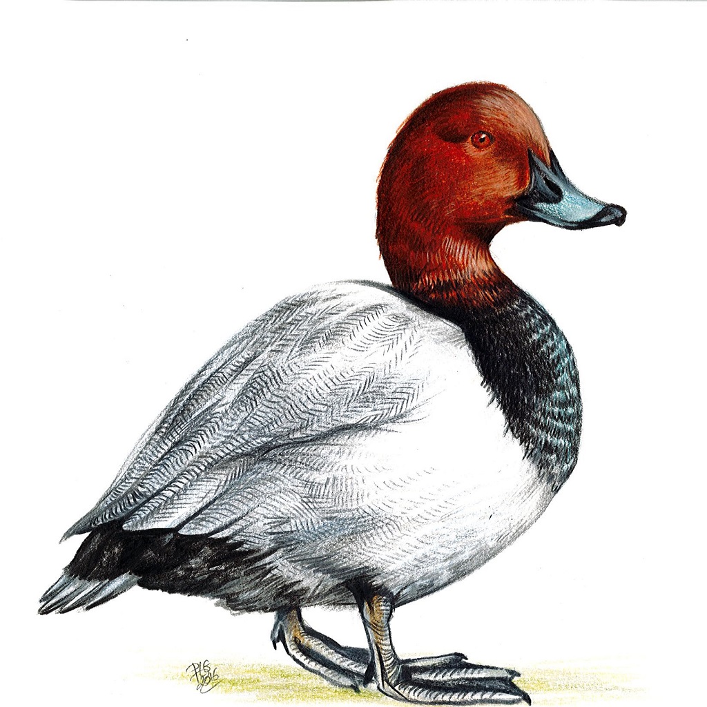 Dessin naturaliste d'un fuligule milouin