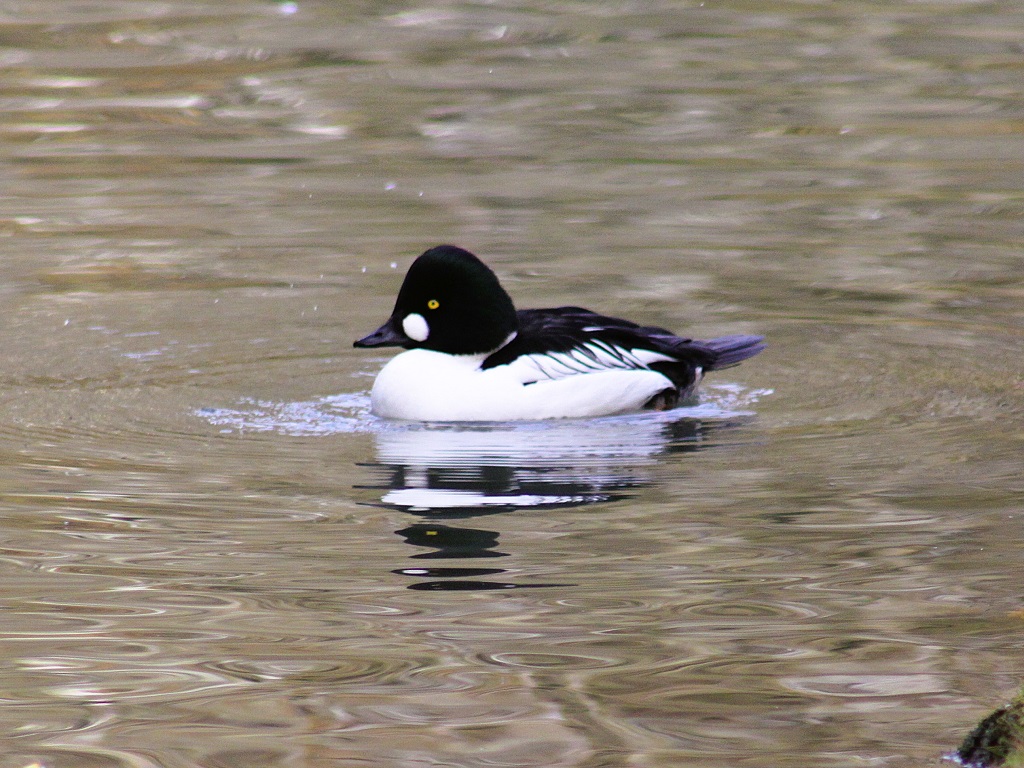 Mâle garrot à œil d'or en plumage nuptial, à la surface de l'eau