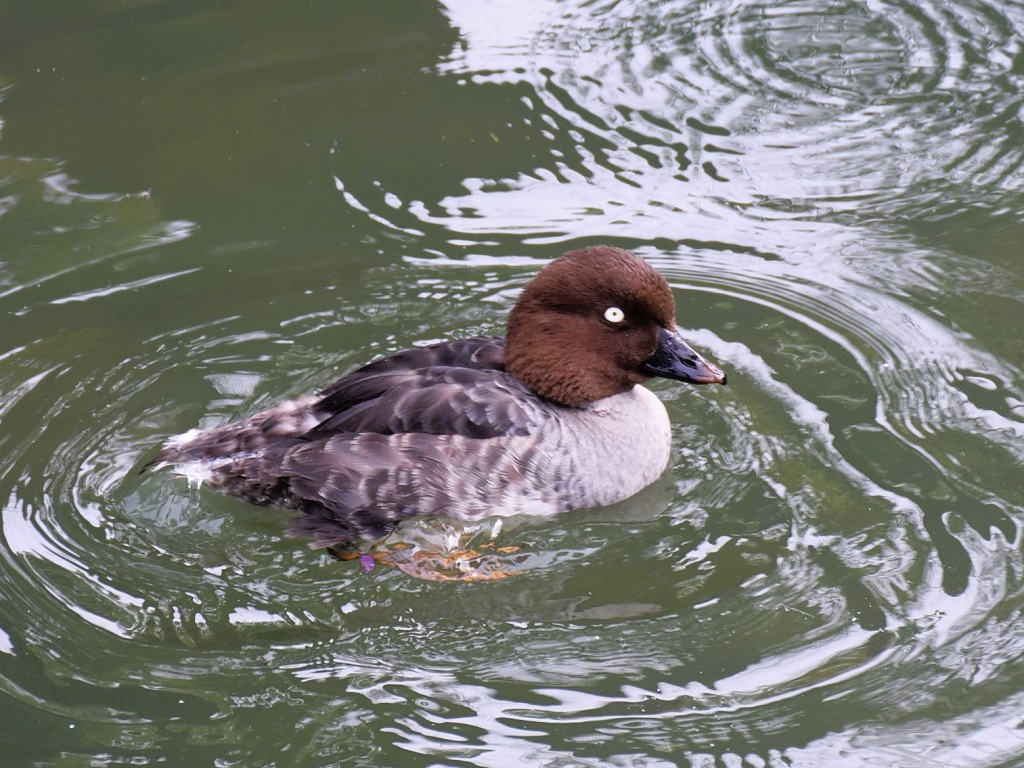 Femelle garrot à œil d'or à la surface de l'eau