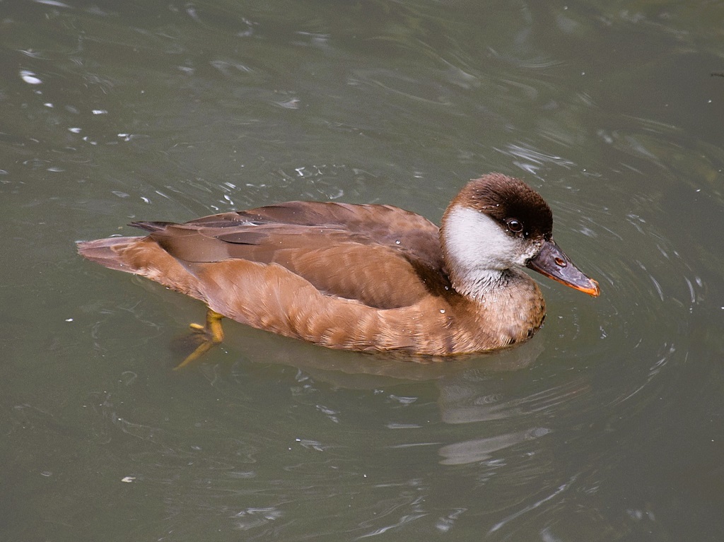 Femelle nette rousse flottant sur l'eau