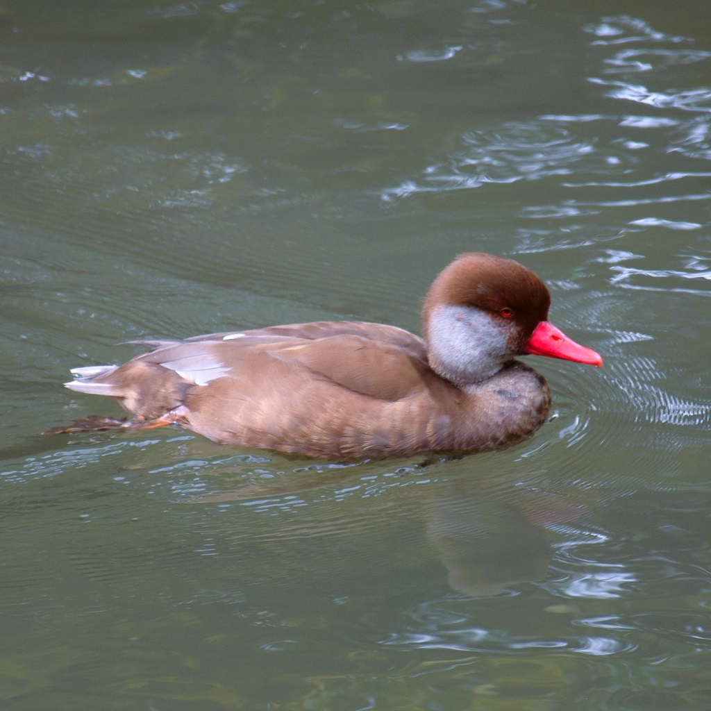 Mâle nette rousse en plumage d'éclipse, flottant sur l'eau