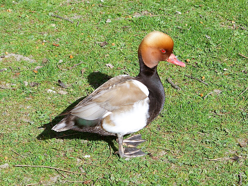Mâle nette rousse debout sur l'herbe