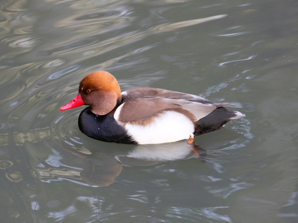 Mâle nette rousse flottant sur l'eau