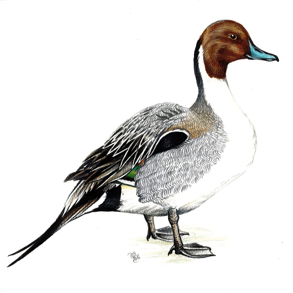 Dessin naturaliste d'un canard pilet