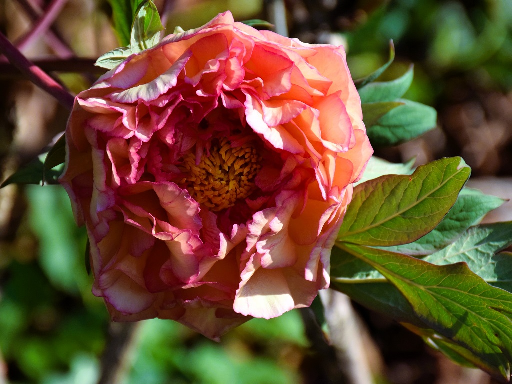 Fleur de Paeonia suffruticosa vue de près