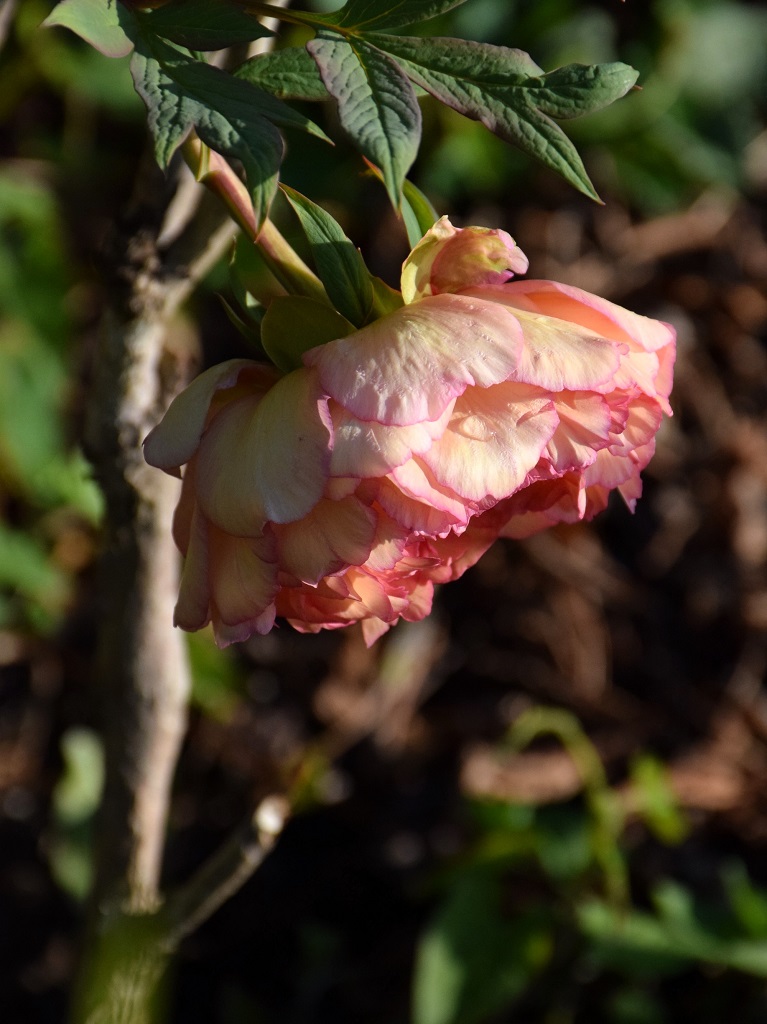 Fleur de Paeonia suffruticosa sur tige