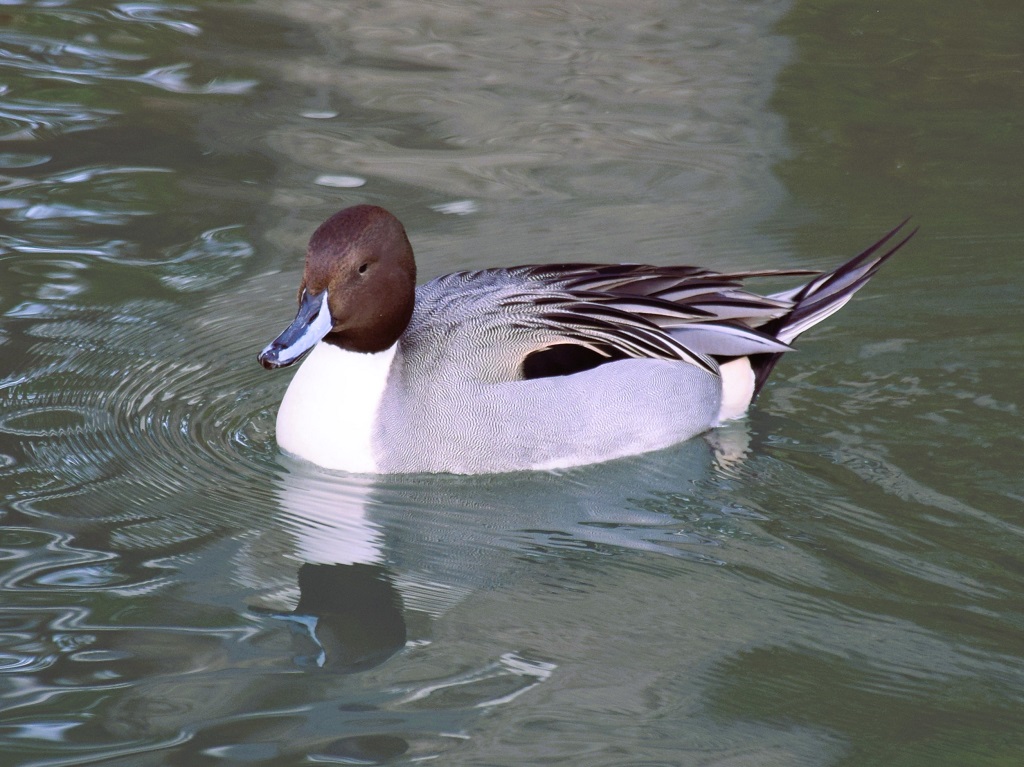 Canard pilet mâle de profil, nageant à la surface de l'eau