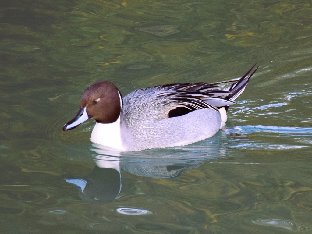 Canard pilet mâle de profil, nageant à la surface de l'eau