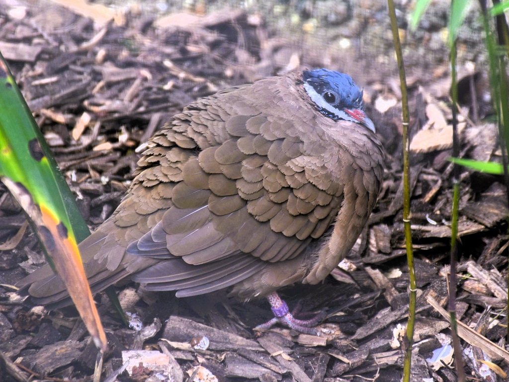 colombe à tête bleue de profil, debout sur l'écosol