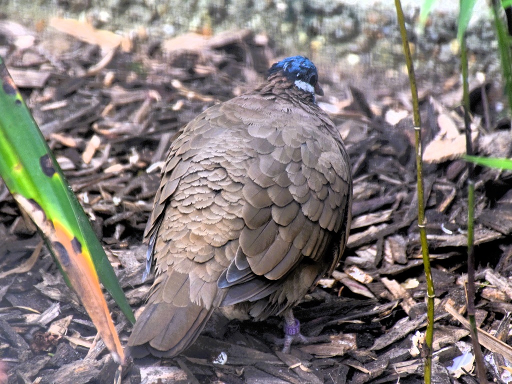 colombe à tête bleue de dos, debout sur l'écosol