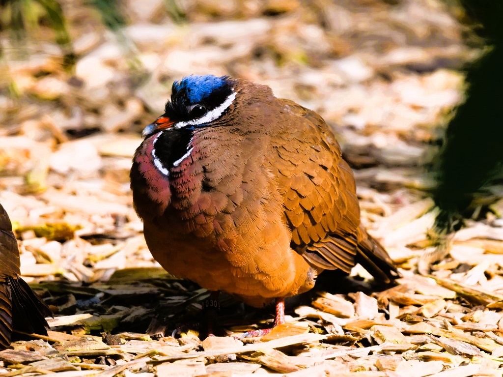 Colombe à tête bleue de trois quarts face, au soleil, debout sur l'écosol