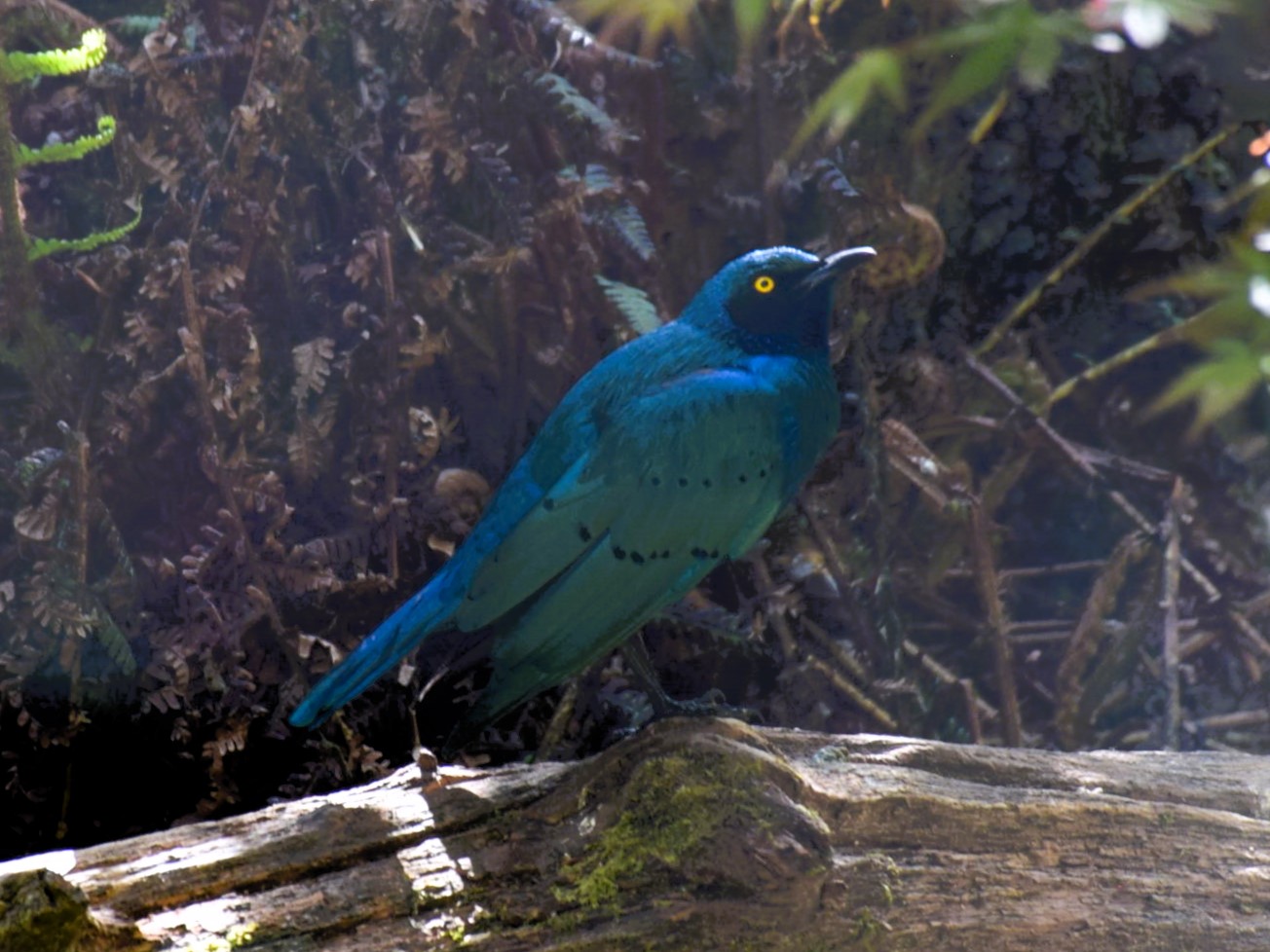 Merle métallique commun posé sur une branche