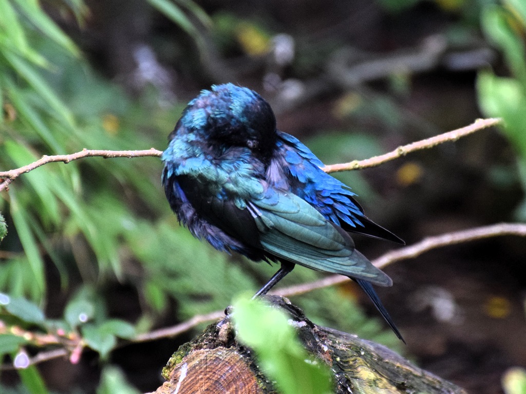 Merle métallique de trois quarts dos, la tête rentrée dans le plumage, sans doute en train de faire sa toilette