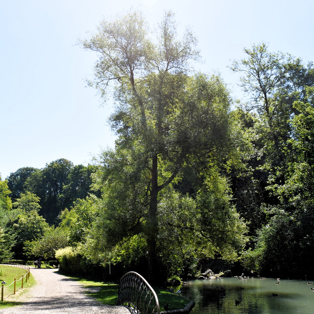 Saule blanc en pied, le long d'un chemin