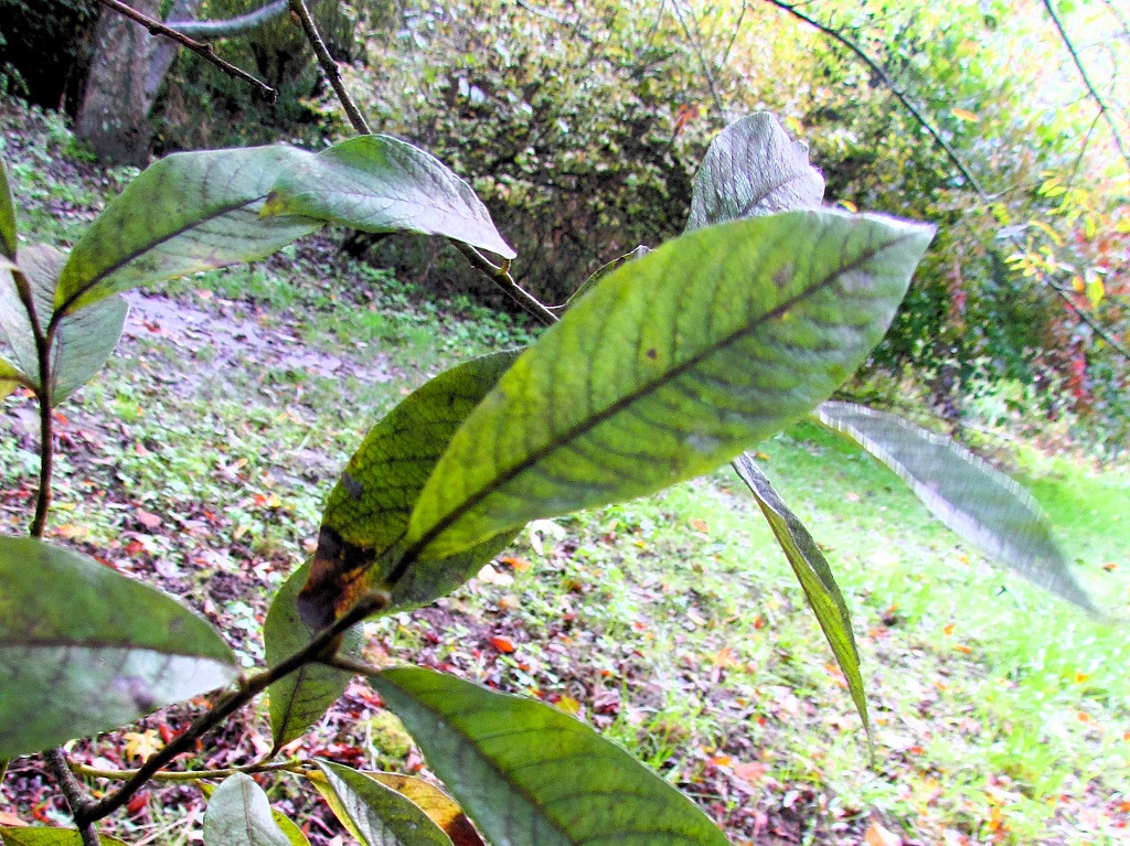 Feuille de saule blanc