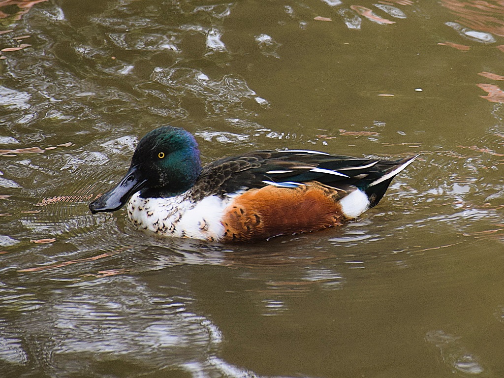 Mâle canard souchet de profil, flottant sur l'eau