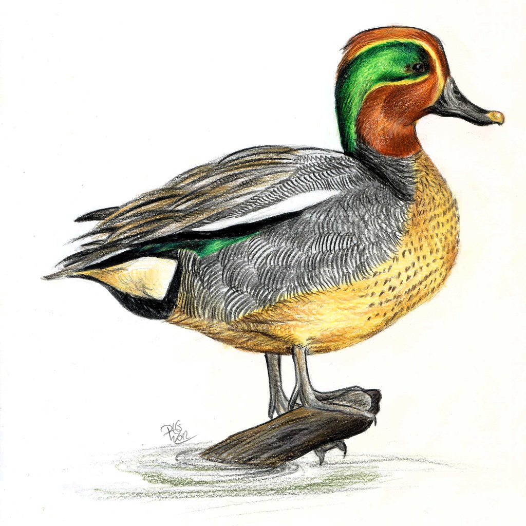 Dessin naturaliste d'un mâle sarcelle d'hiver, en plumage nuptial.