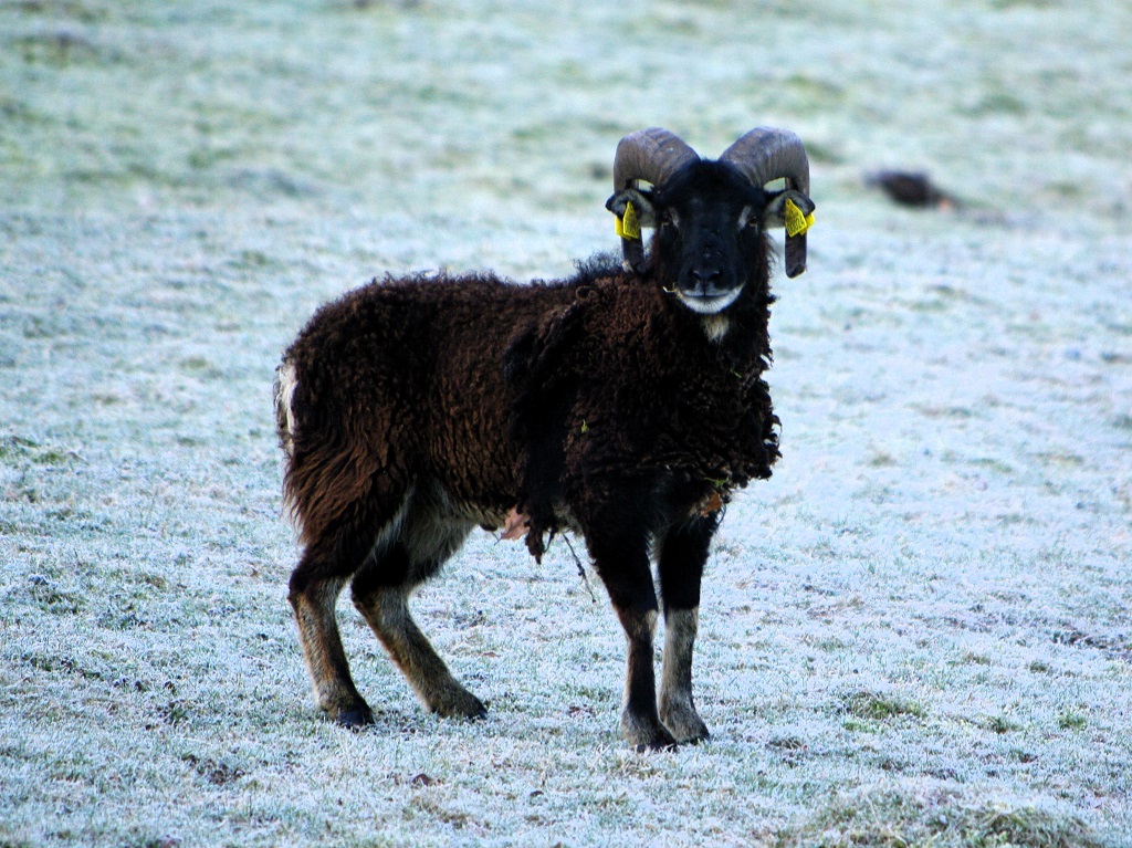 Jeune mâle mouton de Soay debout sur l'herbe, de trois quarts face