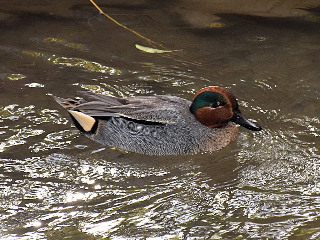 Mâle sarcelle d'hiver, de profil, nageant dans l'eau